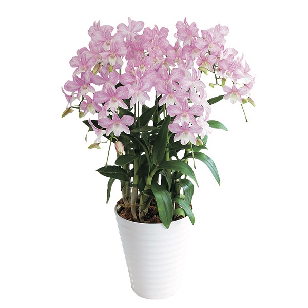 デンファレ ピンク 近鉄百貨店ネットショップ