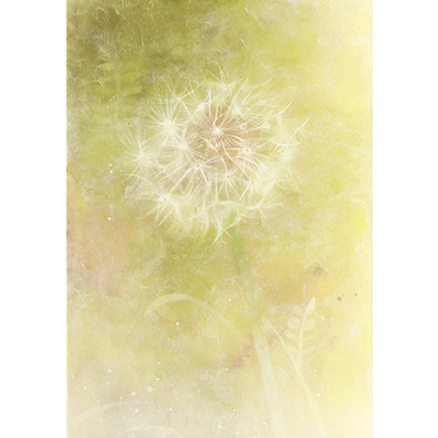 服部由空　「ふわり」